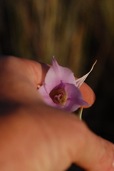 Calochortus macrocarpus macrocarpus