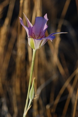 Calochortus macrocarpus macrocarpus