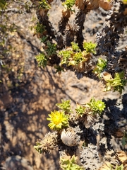 Haplopappus foliosus