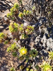 Haplopappus foliosus