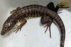 Tupinambis teguixin
