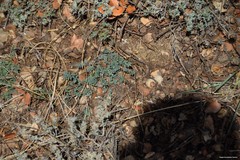 Astragalus monspessulanus