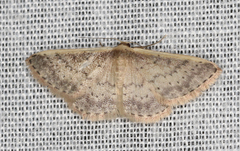 Idaea nephelota