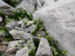 Moehringia ciliata