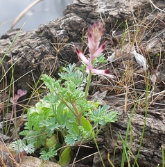 Fumaria bastardii