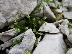 Moehringia ciliata