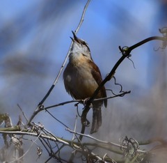 Thryothorus ludovicianus