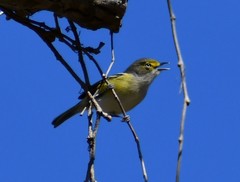Vireo griseus