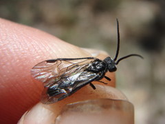 Dolerus nitens
