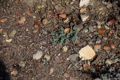 Astragalus monspessulanus