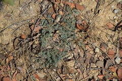 Astragalus monspessulanus