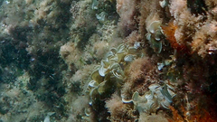 Padina pavonica
