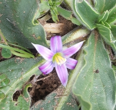 Romulea columnae