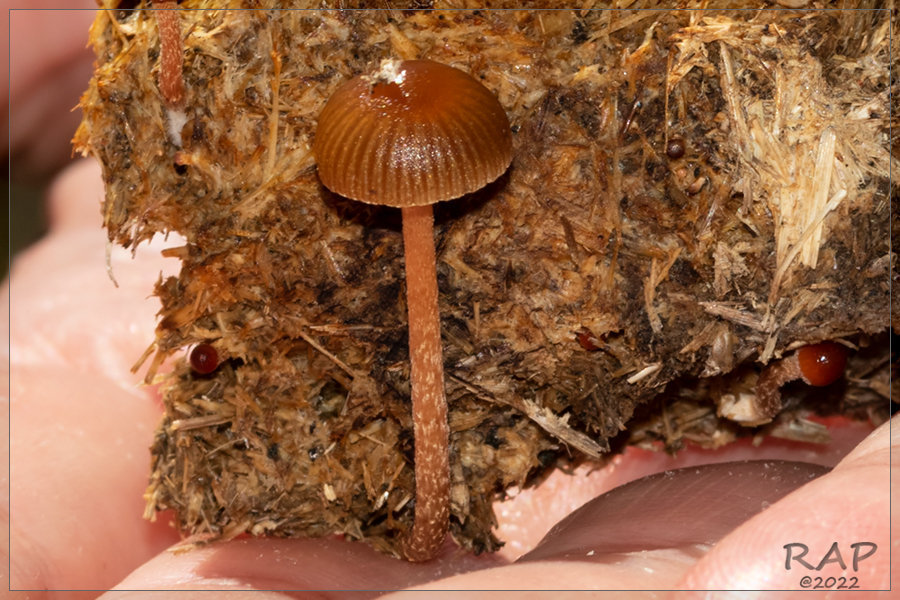 Deconica coprophila · February 2022 · photo: © r-a-p (iNaturalist, cc-by)