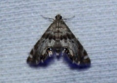 Petrophila fulicalis
