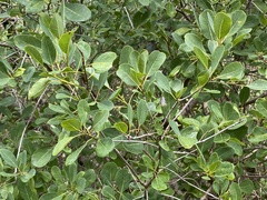 Bourreria succulenta image