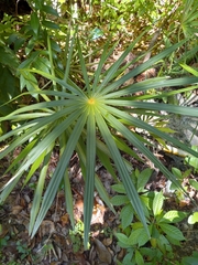 Coccothrinax argentea