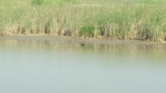Myocastor coypus