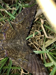 Ascalapha odorata