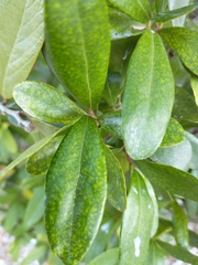 Myrcianthes fragrans