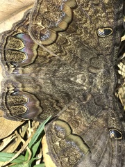 Ascalapha odorata