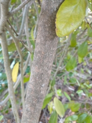 Myrcianthes fragrans