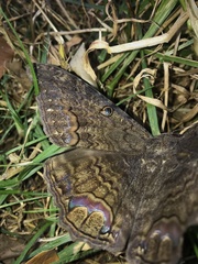 Ascalapha odorata