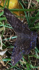 Ascalapha odorata