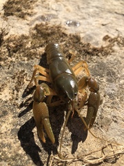 Cambarus bartonii cavatus