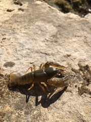 Cambarus bartonii cavatus