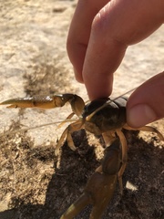 Cambarus bartonii cavatus