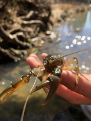 Cambarus bartonii cavatus