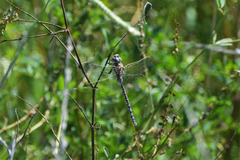 Rhionaeschna absoluta