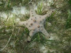 Protoreaster nodosus