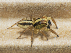 Saphrys tehuelche