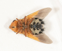 Microtropesa sinuata