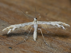 Singularia alternaria