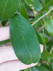 Quadrella jamaicensis