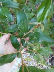 Quadrella jamaicensis