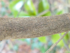 Quadrella jamaicensis