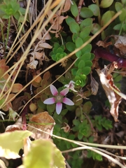 Lysimachia buxifolia