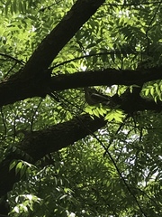 Turdus migratorius