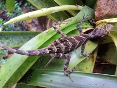 Anolis eulaemus
