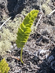 Polypodium pellucidum