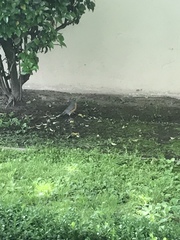 Turdus migratorius