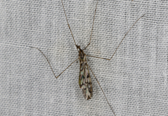 Libnotes terraereginae