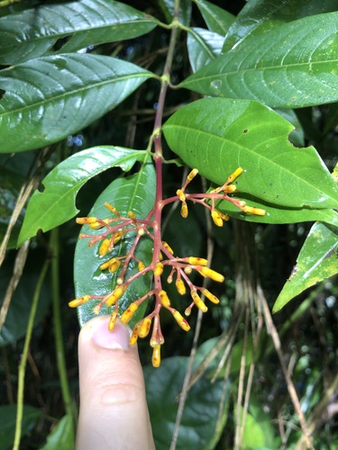 Palicourea thyrsiflora, photograph 5