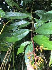(c) Skjold Søndergaard, some rights reserved (CC BY) Palicourea thyrsiflora, photograph (c) Skjold Søndergaard, some rights reserved (CC BY)