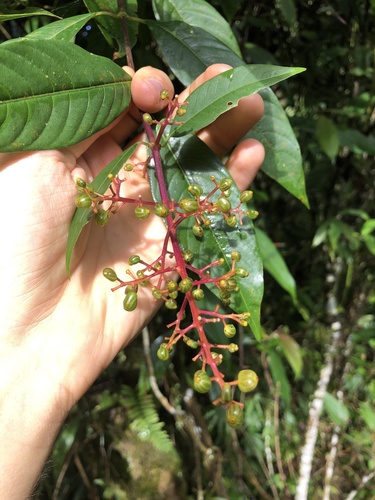 Palicourea thyrsiflora, photograph 6