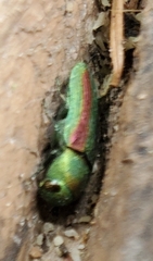 Chrysophana placida